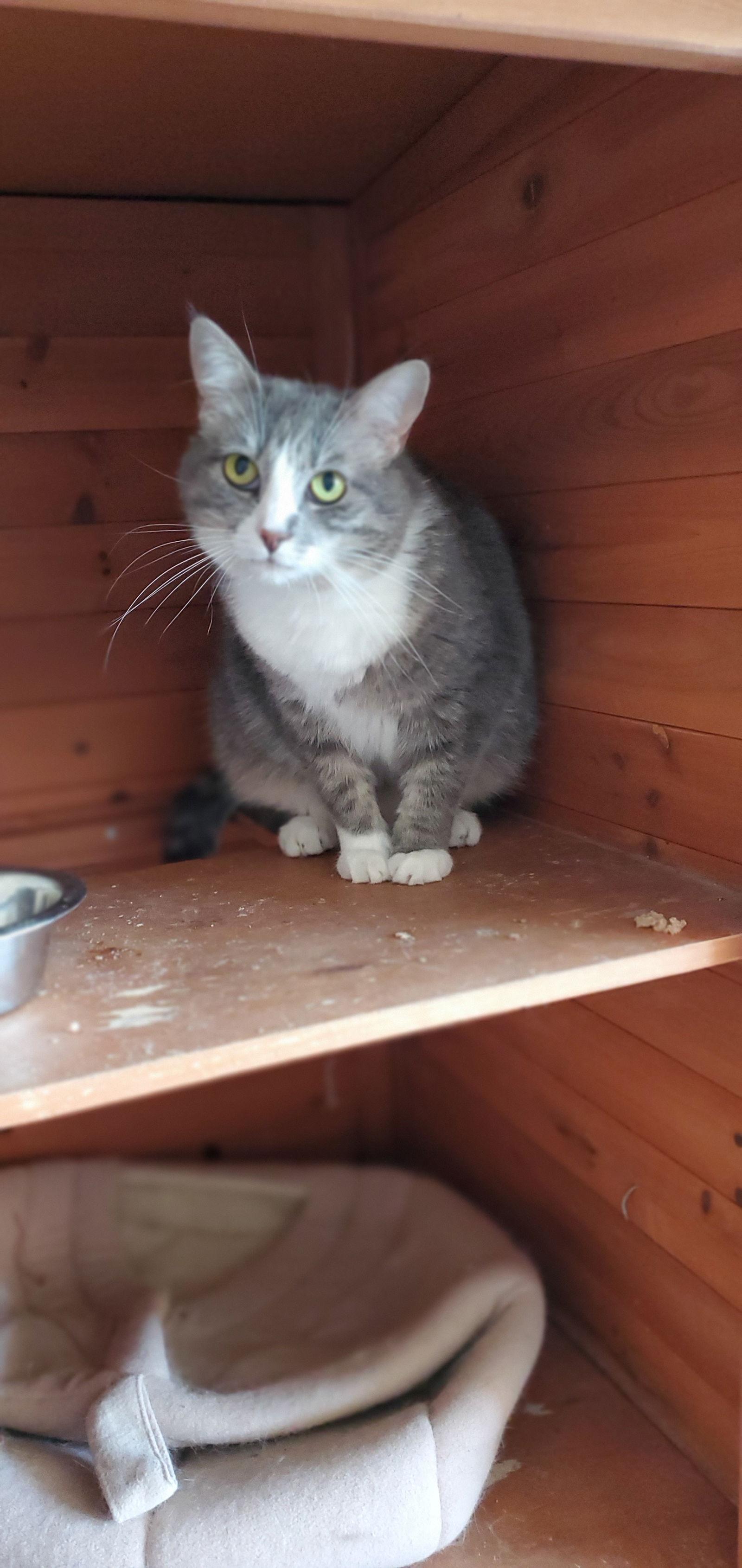 Enlarge CeeCee, a Adoptable Domestic Short Hair in Boston, KY image 2/6