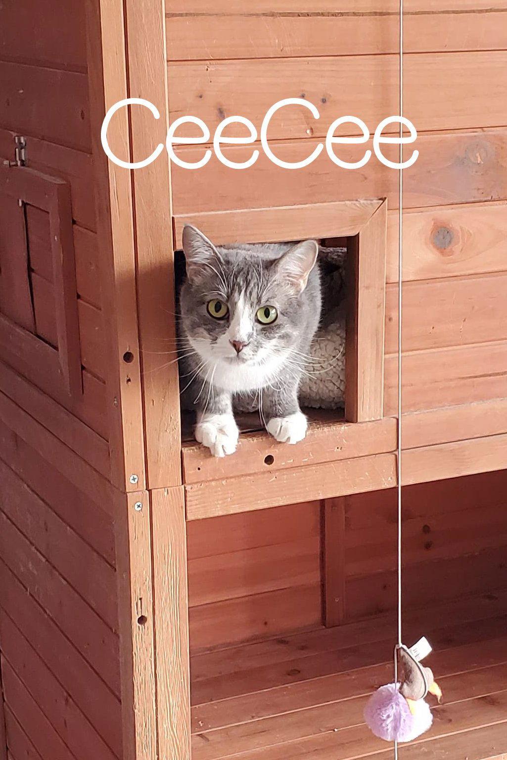 Enlarge CeeCee, a Adoptable Domestic Short Hair in Boston, KY image 3/6