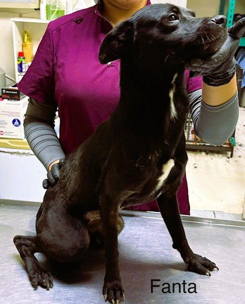 Enlarge Fanta, a Adoptable mixed breed in Los Angeles, CA image 2/2