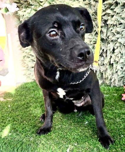 Fanta, Adoptable, Puppy Female Black Labrador Retriever & Chihuahua.