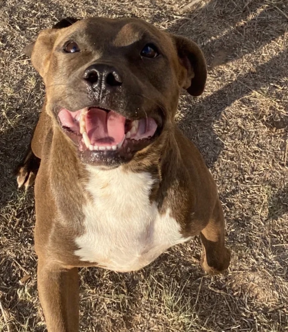Ryder, an adoptable Pit Bull Terrier Mix in Buffalo , NY_image-1