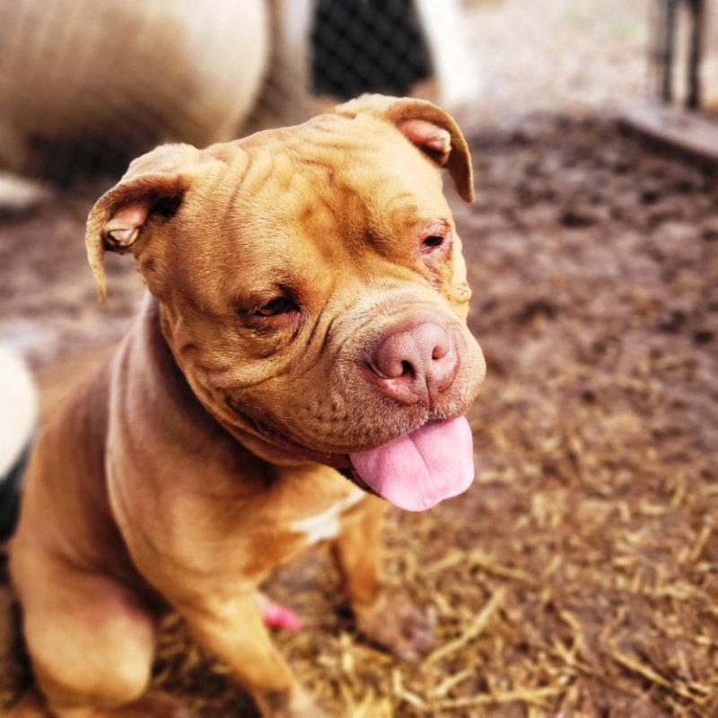 Enlarge Drake *CrossPost*, a Adoptable American Bulldog in Fairfax, VA image 1/2