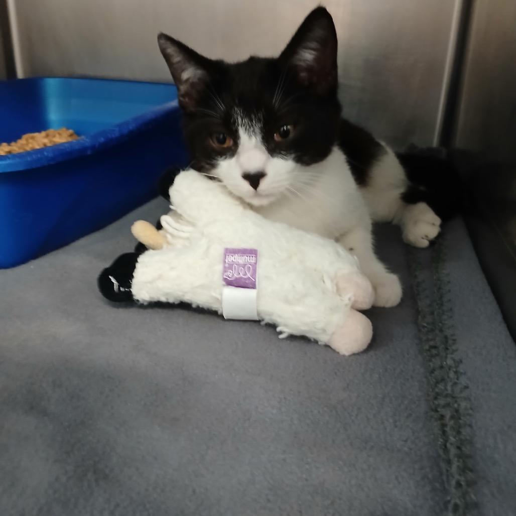 Raffaello, Adoptable, Young Male Domestic Short Hair.