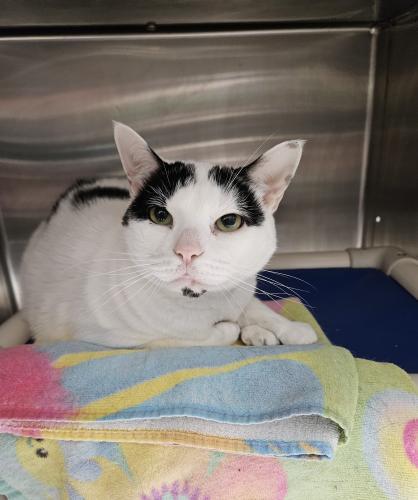 Lily, a Adoptable Domestic Short Hair in Webster, MA image 1/2