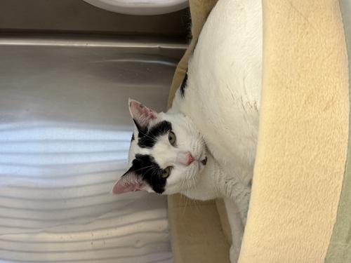 Lily, a Adoptable Domestic Short Hair in Webster, MA image 2/2