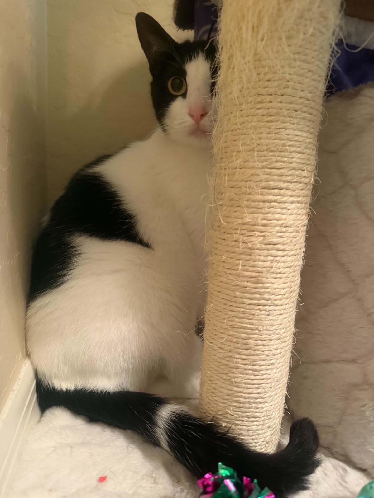 Milk Shake, Adoptable, Adult Female Domestic Short Hair & Tuxedo.