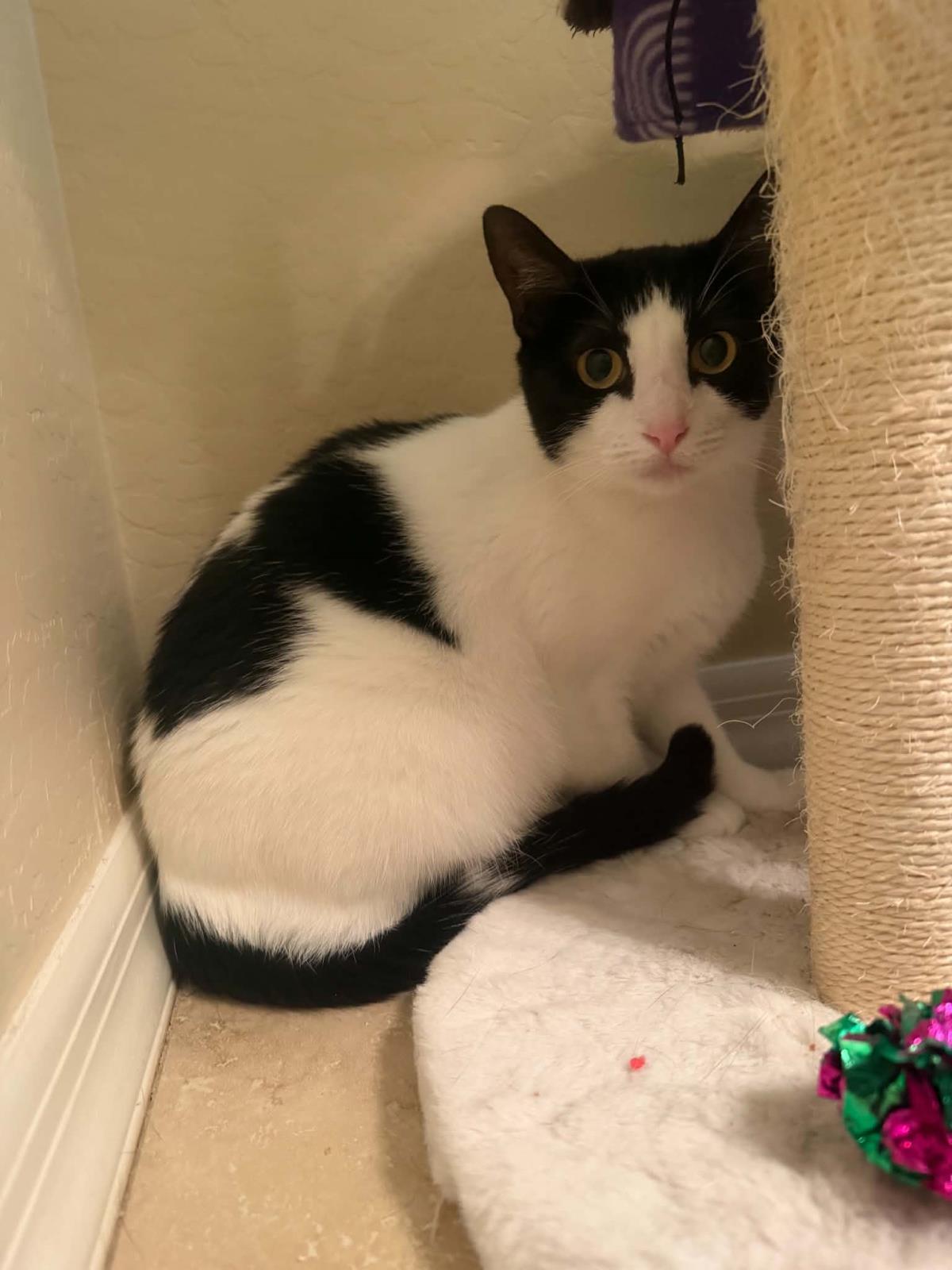 Enlarge Milk Shake, a Adoptable mixed breed in Chandler, AZ image 2/3