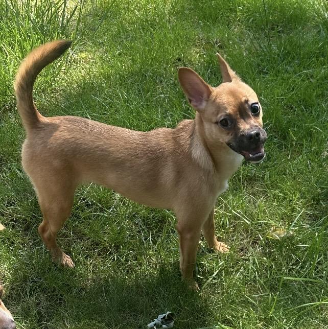 Jinx, ADOPTABLE, Puppy Female Chihuahua.