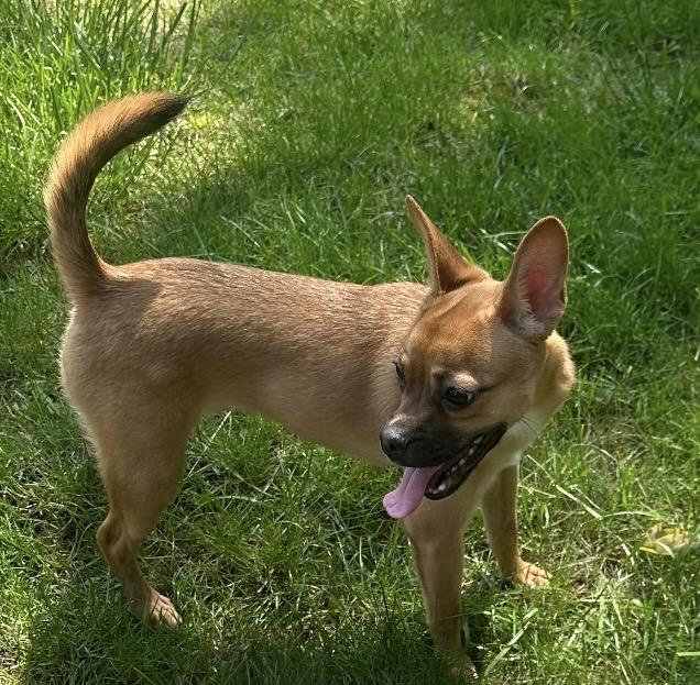 Enlarge Jinx, a ADOPTABLE mixed breed in Columbus, OH image 4/5