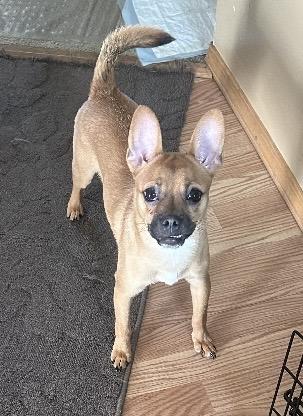 Enlarge Jinx, a ADOPTABLE mixed breed in Columbus, OH image 2/5