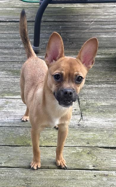 Enlarge Jinx, a ADOPTABLE mixed breed in Columbus, OH image 3/5