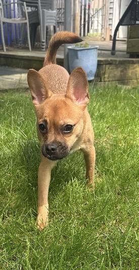 Enlarge Jinx, a ADOPTABLE mixed breed in Columbus, OH image 5/5