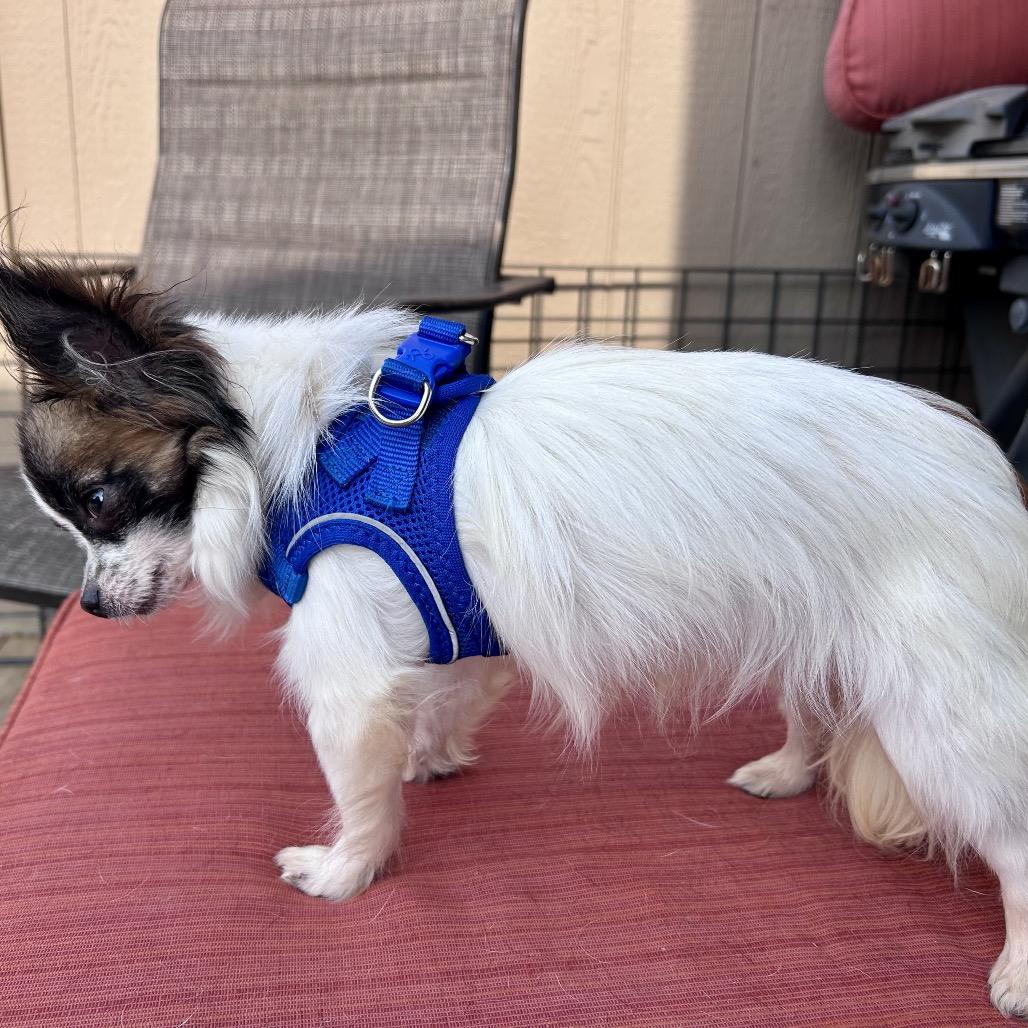 Scrappy, Adoptable, Adult Male Chihuahua & Mixed Breed.