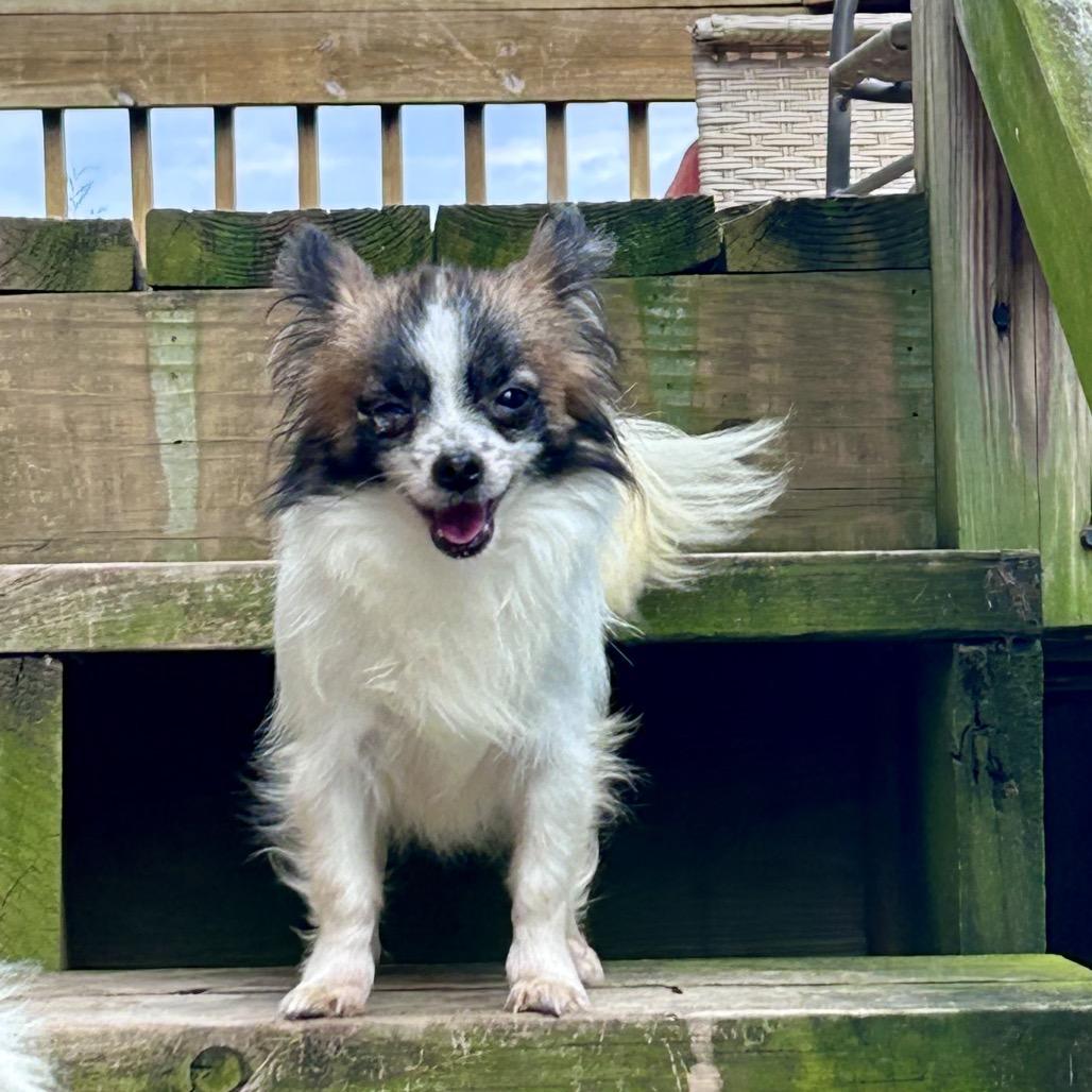 Scrappy, a Adoptable mixed breed in Peculiar, MO image 2/5