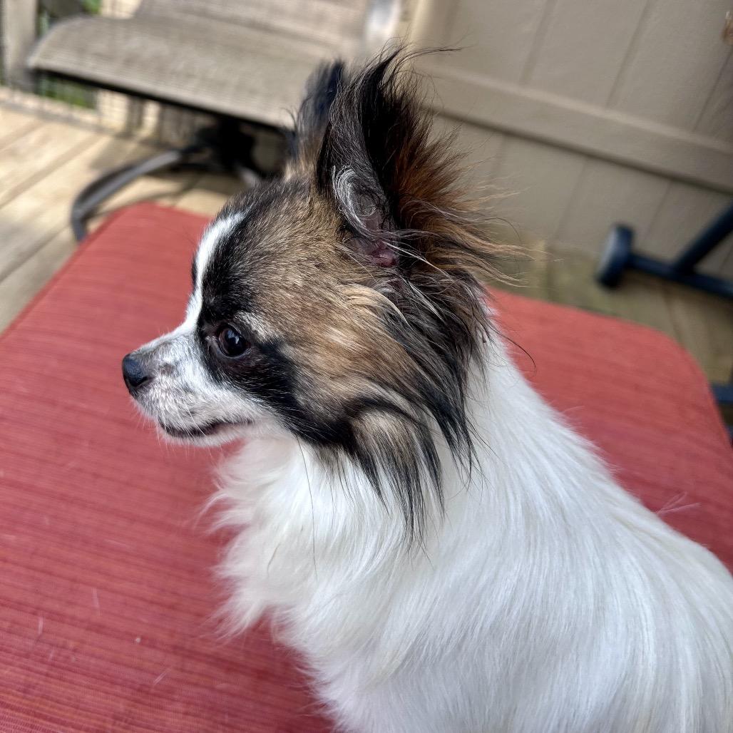 Scrappy, a Adoptable mixed breed in Peculiar, MO image 3/5