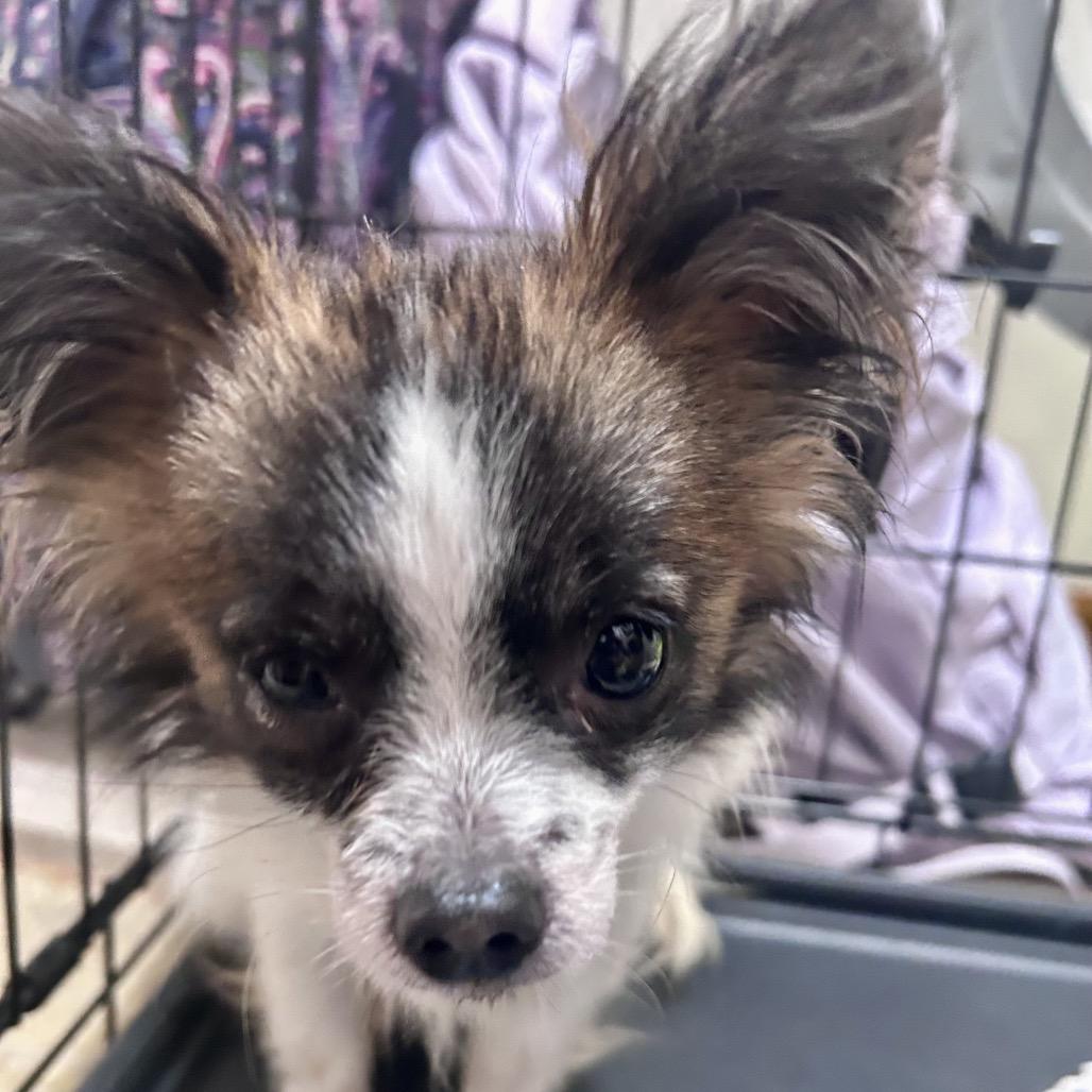 Scrappy, a Adoptable mixed breed in Peculiar, MO image 4/5