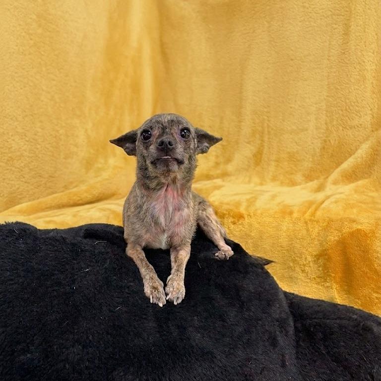 Shenzi-Marie, a Adoptable Chihuahua in Donalsonville, GA image 1/3