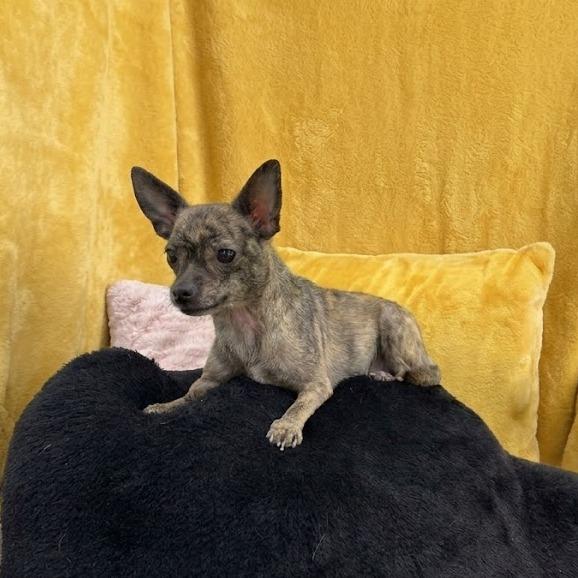 Shenzi-Marie, a Adoptable Chihuahua in Donalsonville, GA image 2/3