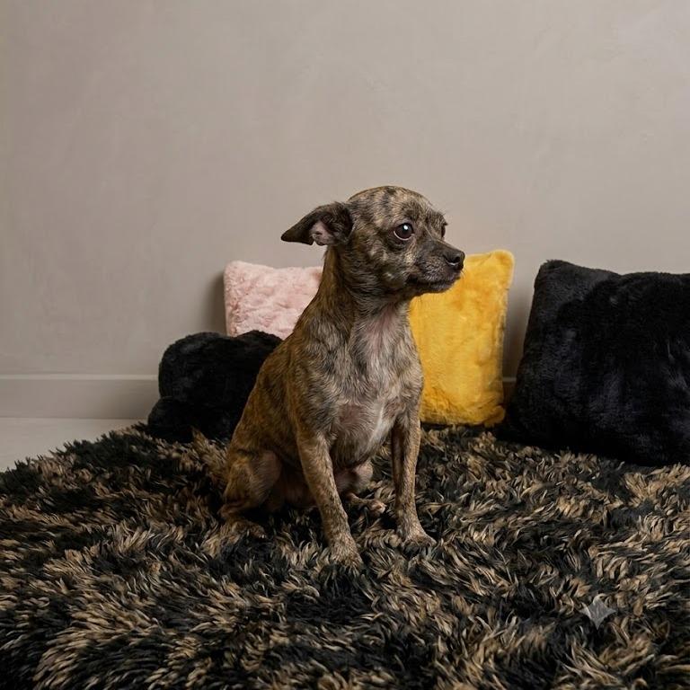 Shenzi-Marie, a Adoptable Chihuahua in Donalsonville, GA image 3/3
