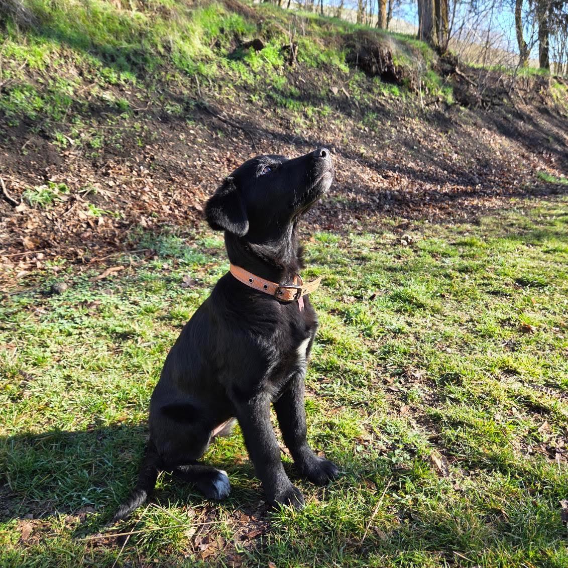 Olive, Adoptable, Puppy Female Labrador Retriever & Border Collie.