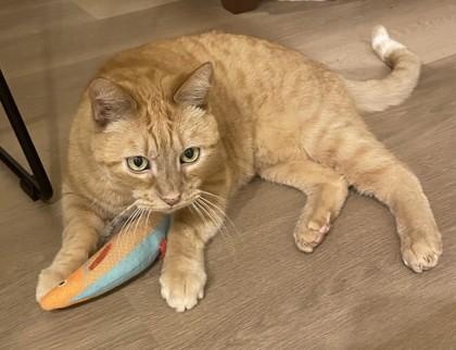 Enlarge Yoshi, a Adoptable mixed breed in Everett, WA image 1/3