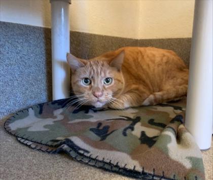 Enlarge Yoshi, a Adoptable mixed breed in Everett, WA image 1/2