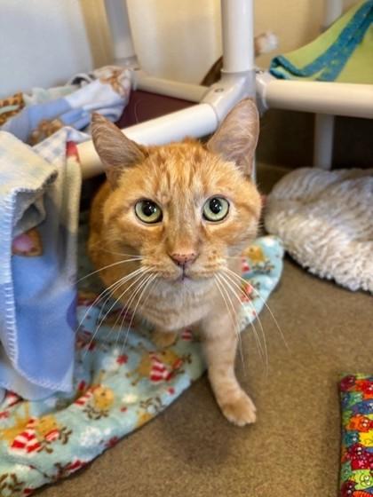 Enlarge Yoshi, a Adoptable mixed breed in Everett, WA image 2/2