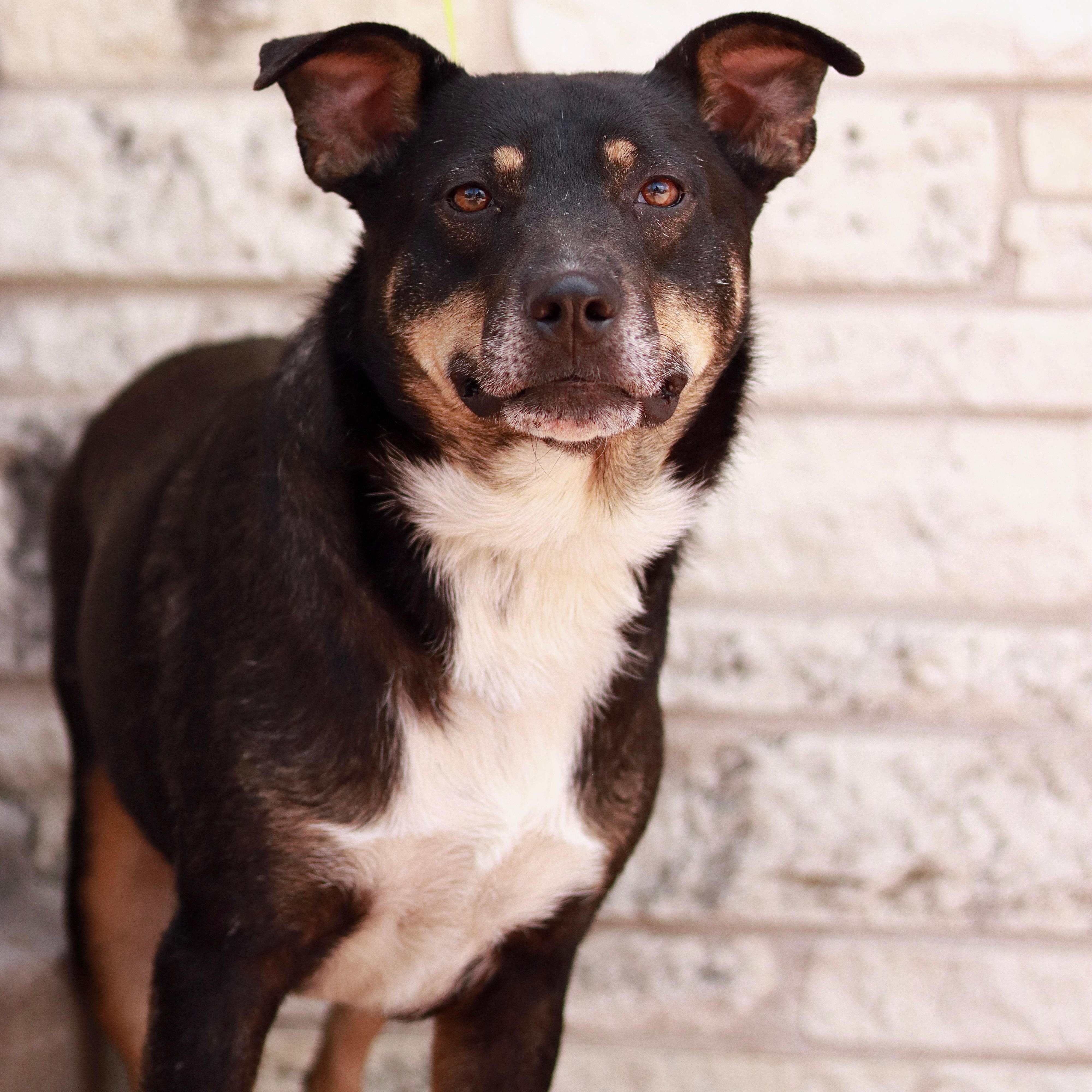 Andy, a Adoptable mixed breed in Bryan, TX image 3/5