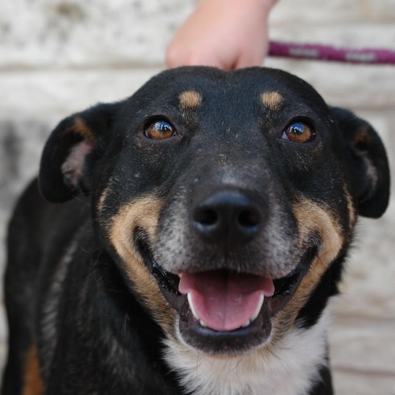 Andy, a Adoptable mixed breed in Bryan, TX image 4/5