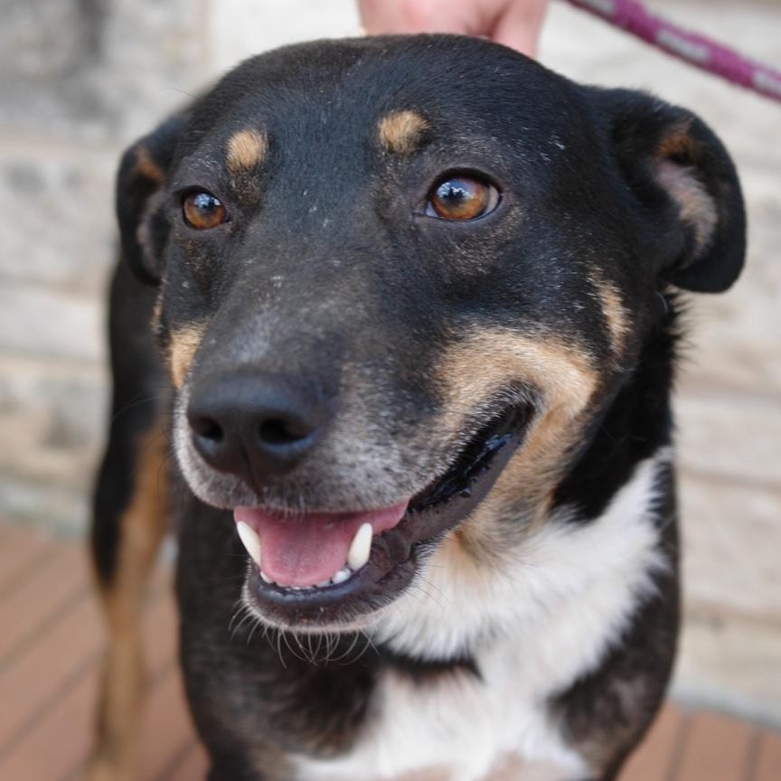 Andy, a Adoptable mixed breed in Bryan, TX image 5/5