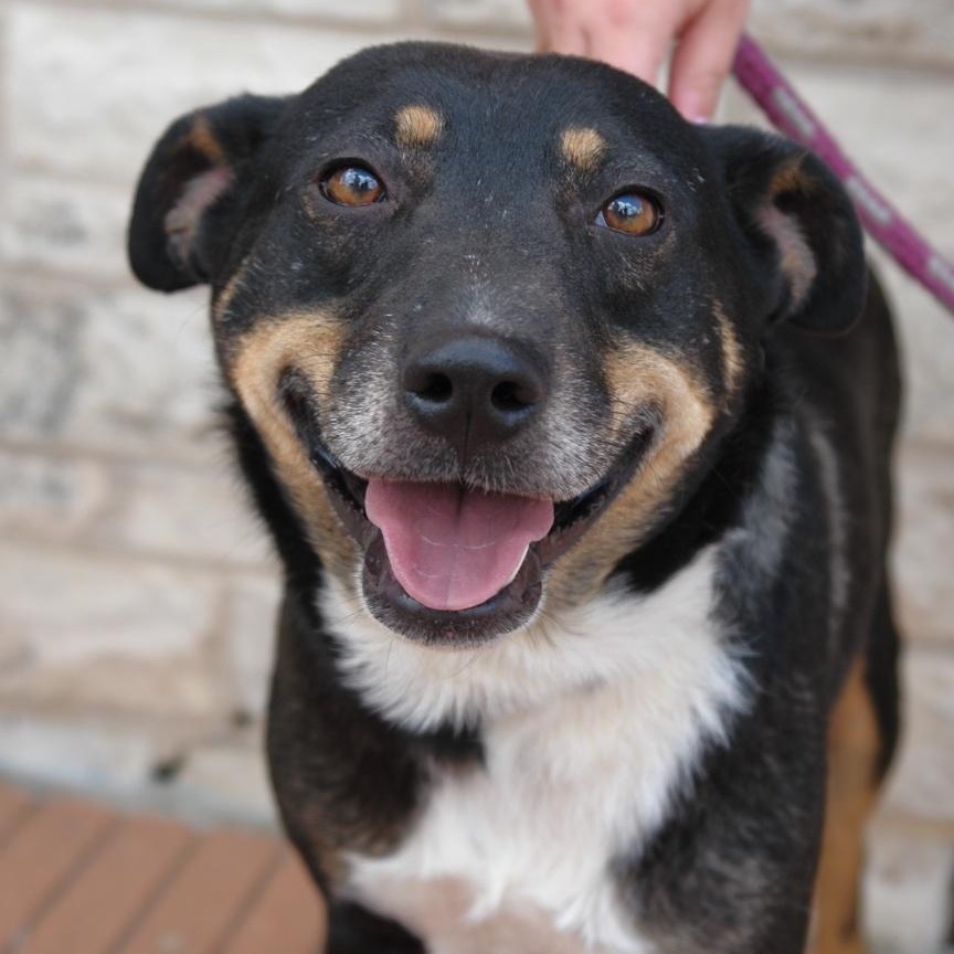 Andy, a Adoptable mixed breed in Bryan, TX image 1/5