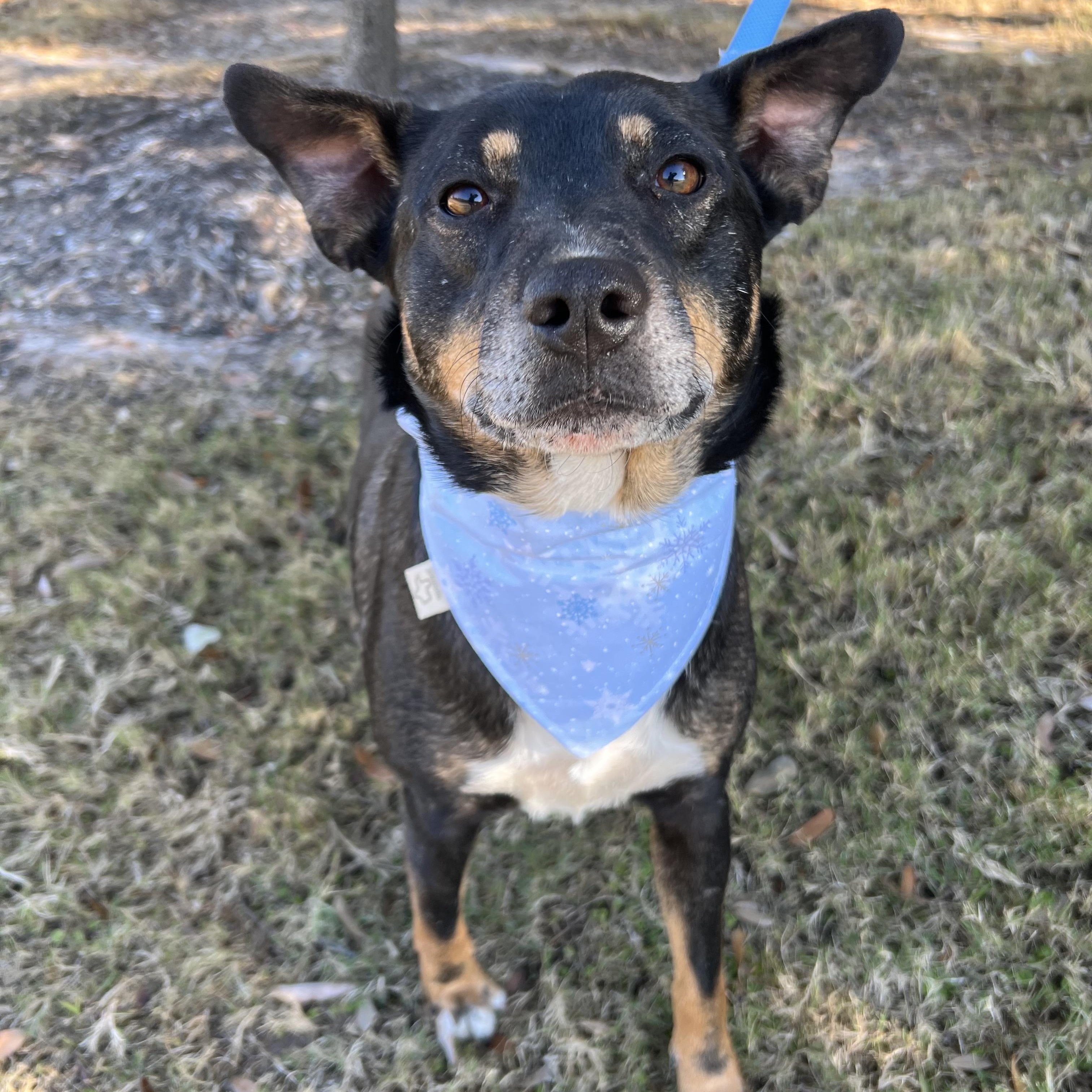 Andy, Adoptable, Adult Male Cattle Dog.