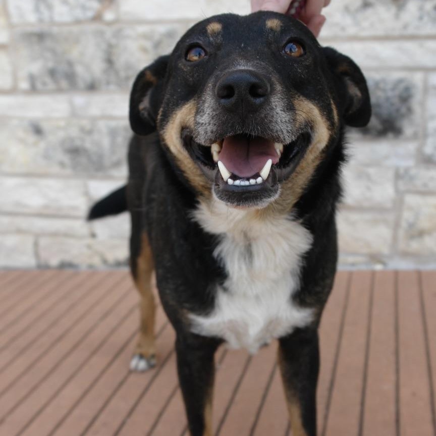 Andy, a Adoptable mixed breed in Bryan, TX image 2/5