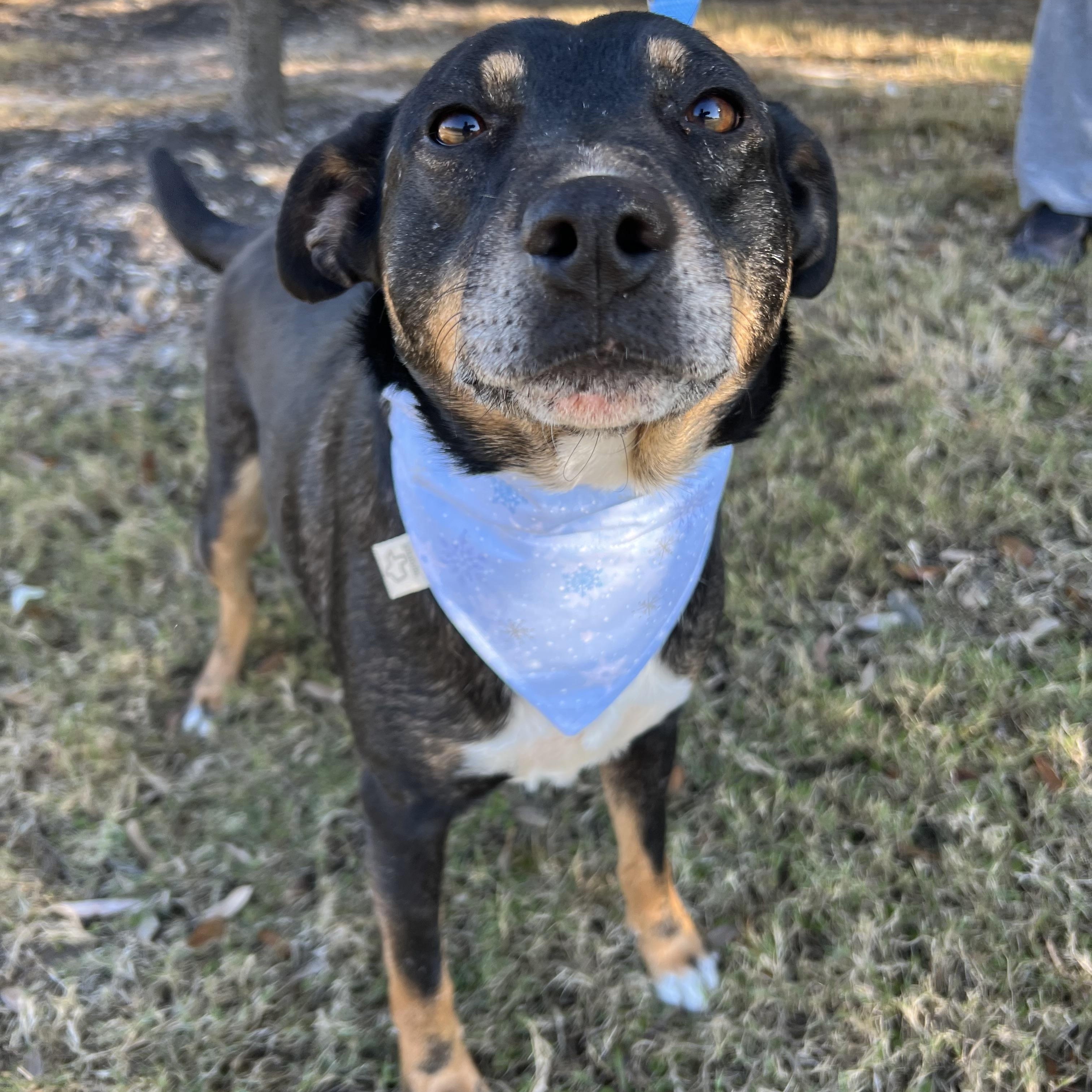 Enlarge Andy, a Adoptable mixed breed in Bryan, TX image 2/5