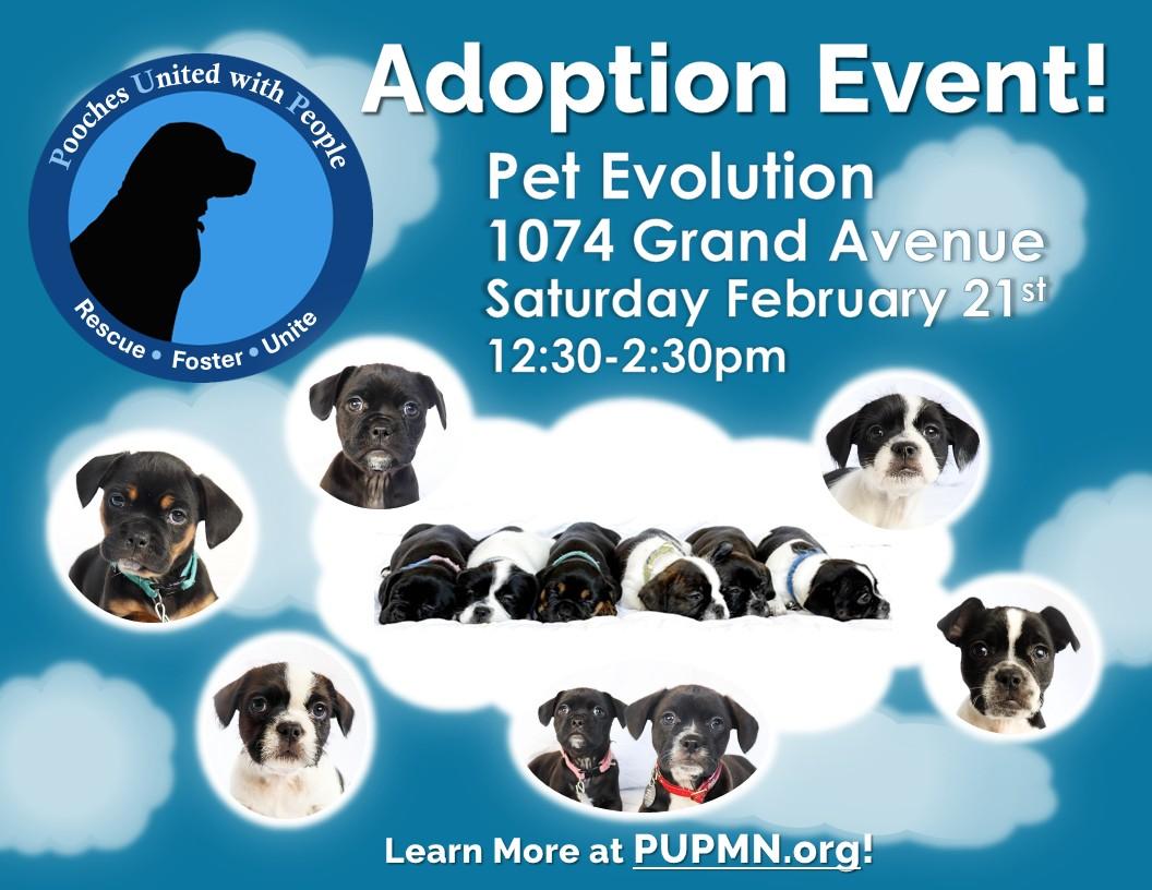 Enlarge Selena, an adopted mixed breed in Saint Paul, MN image 6/6