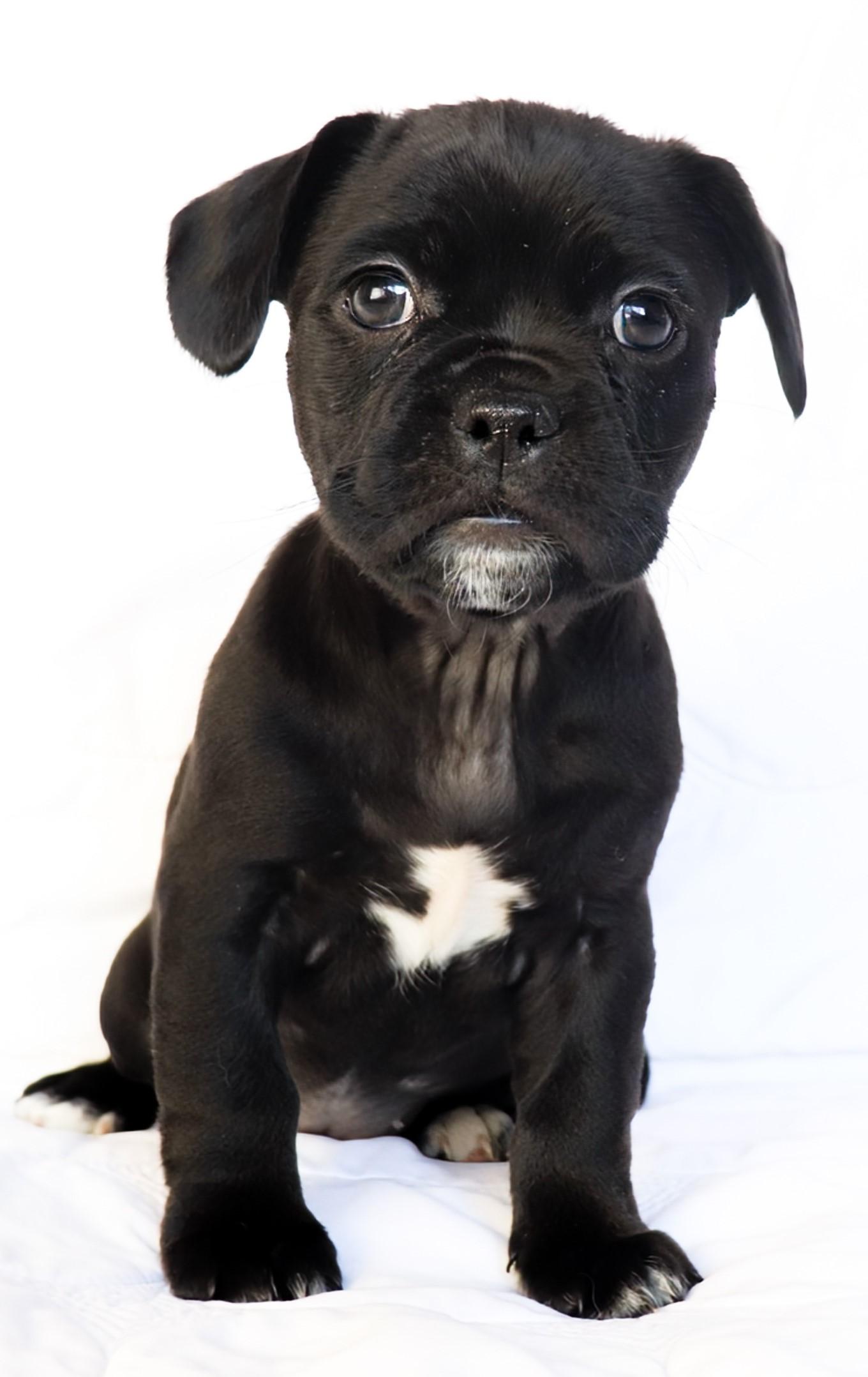 Enlarge Selena, an adopted mixed breed in Saint Paul, MN image 4/6