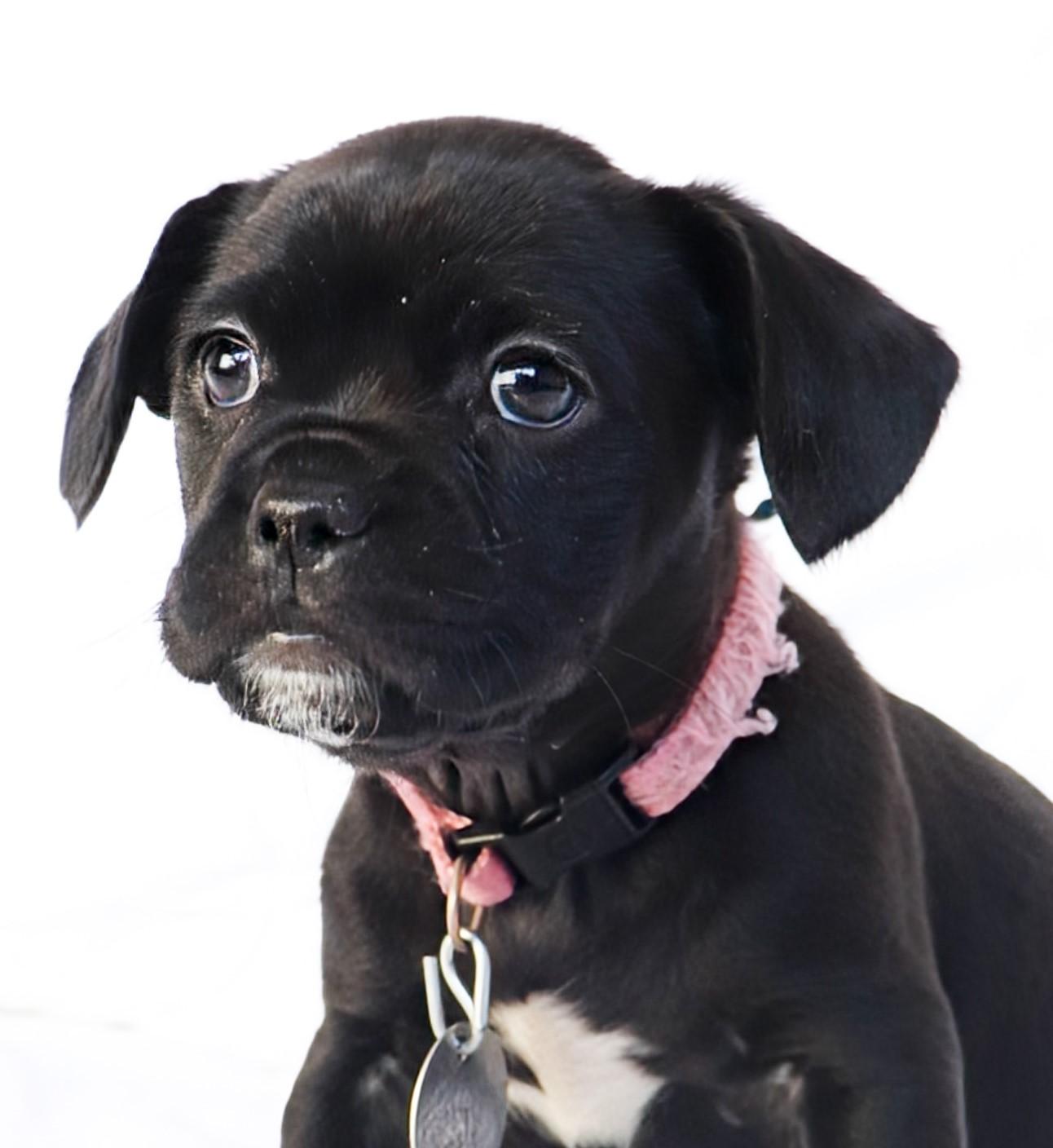Enlarge Selena, an adopted mixed breed in Saint Paul, MN image 3/6