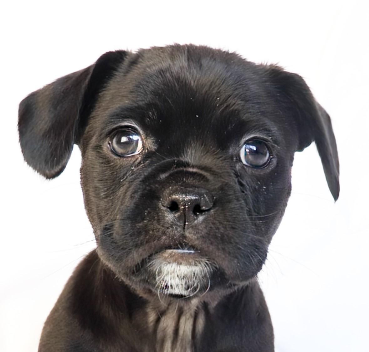 Enlarge Selena, an adopted mixed breed in Saint Paul, MN image 5/6