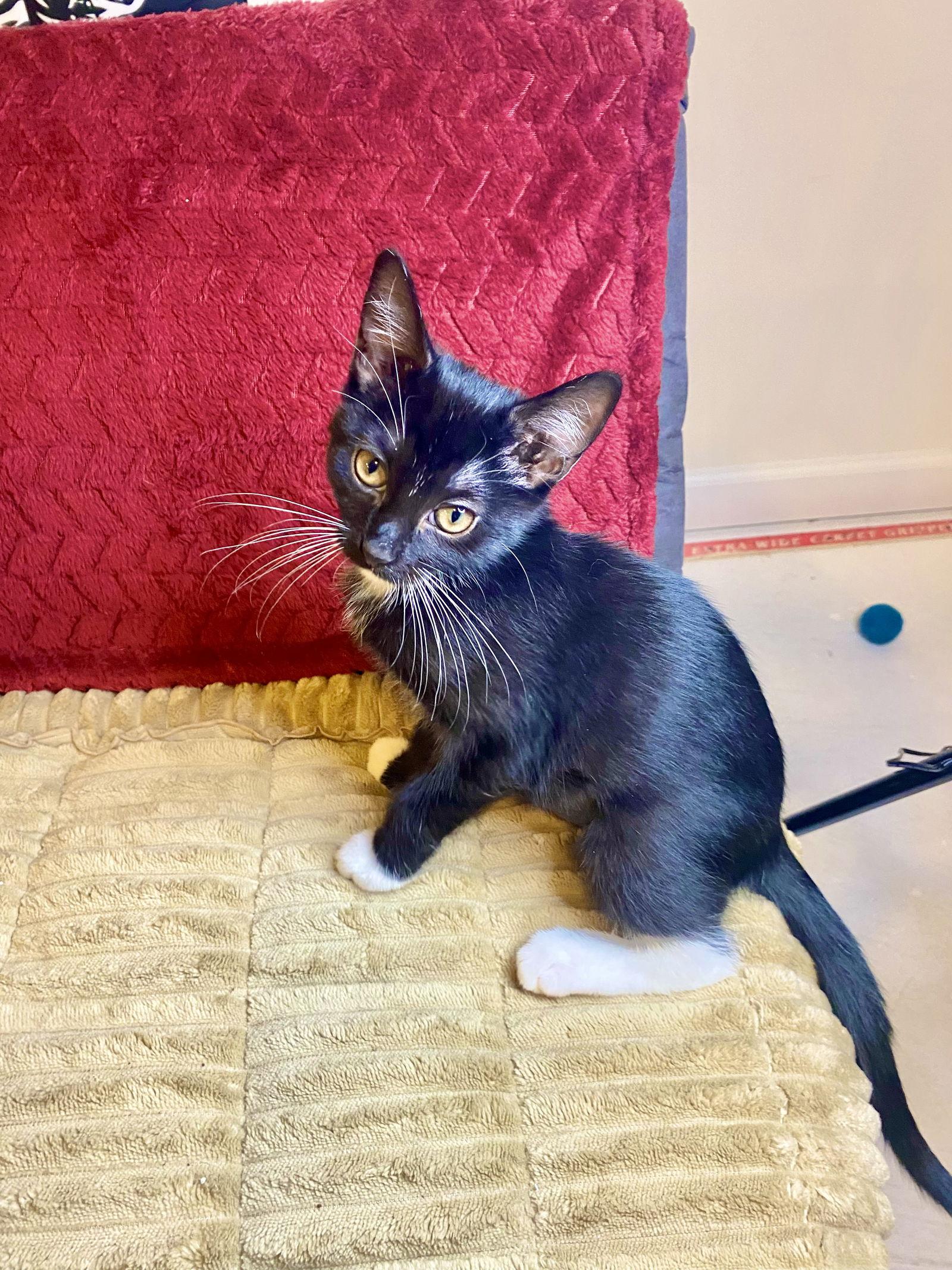 Sora, Adopted, Kitten Female Tuxedo.