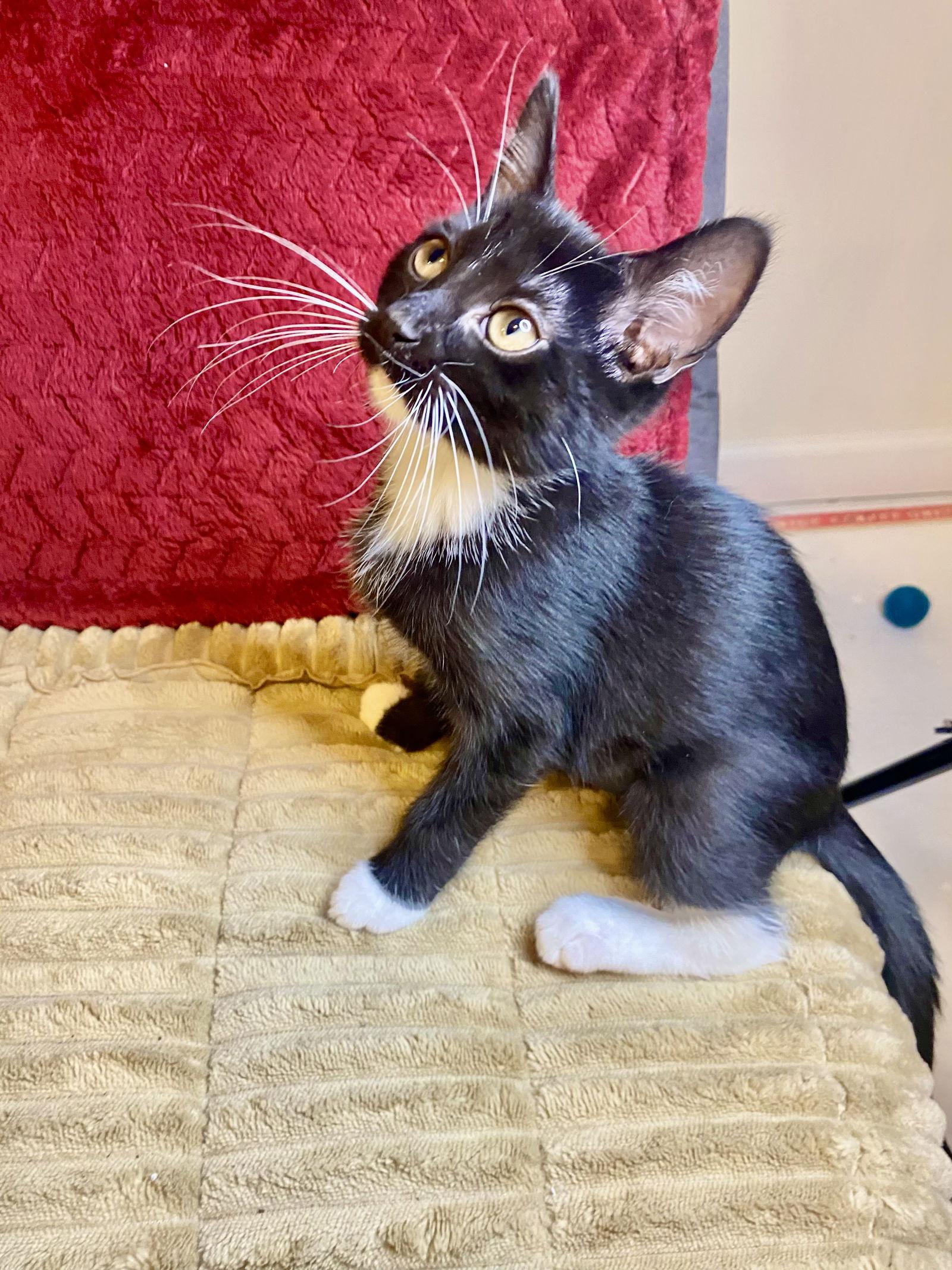 Enlarge Sora, a Adopted Tuxedo in Cuyahoga Falls, OH image 2/3