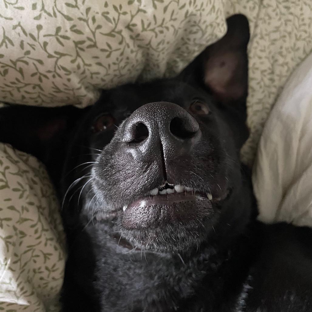 Booker, a Adoptable Labrador Retriever in Crystal, MN image 1/5