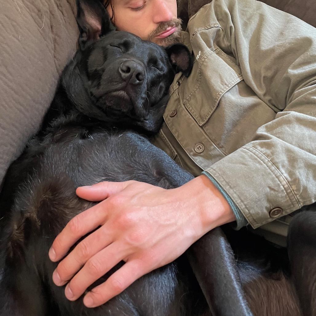 Booker, a Adoptable Labrador Retriever in Crystal, MN image 2/5