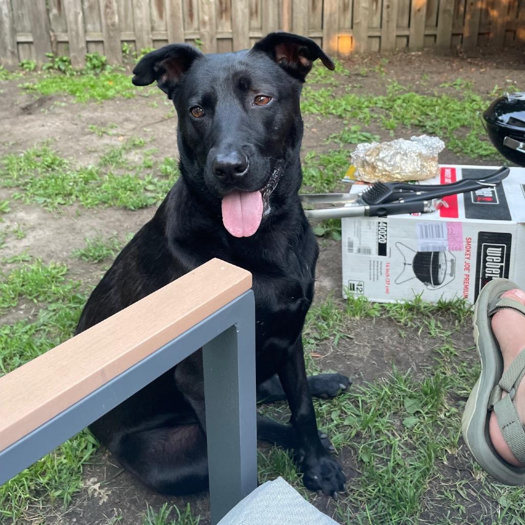 Booker, a Adoptable Labrador Retriever in Crystal, MN image 4/5
