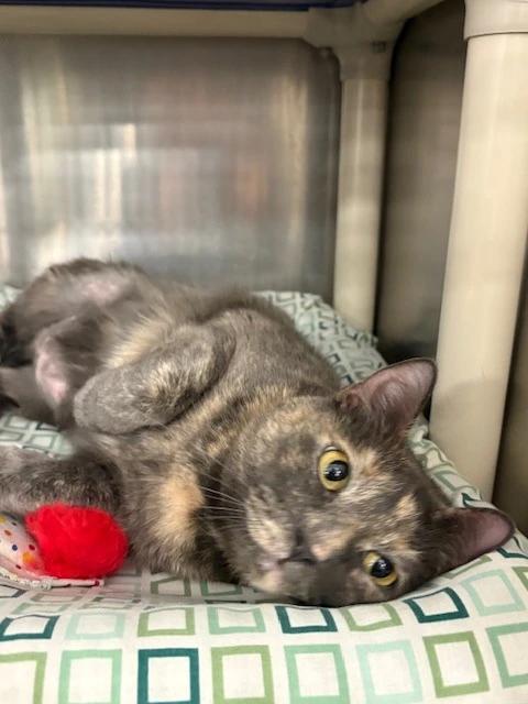 Enlarge Jinx, a ADOPTABLE Domestic Short Hair in Maple Shade, NJ image 2/3