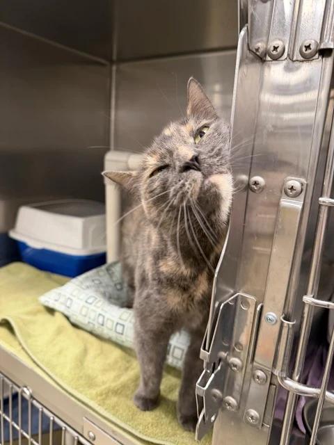 Enlarge Jinx, a ADOPTABLE Domestic Short Hair in Maple Shade, NJ image 3/3