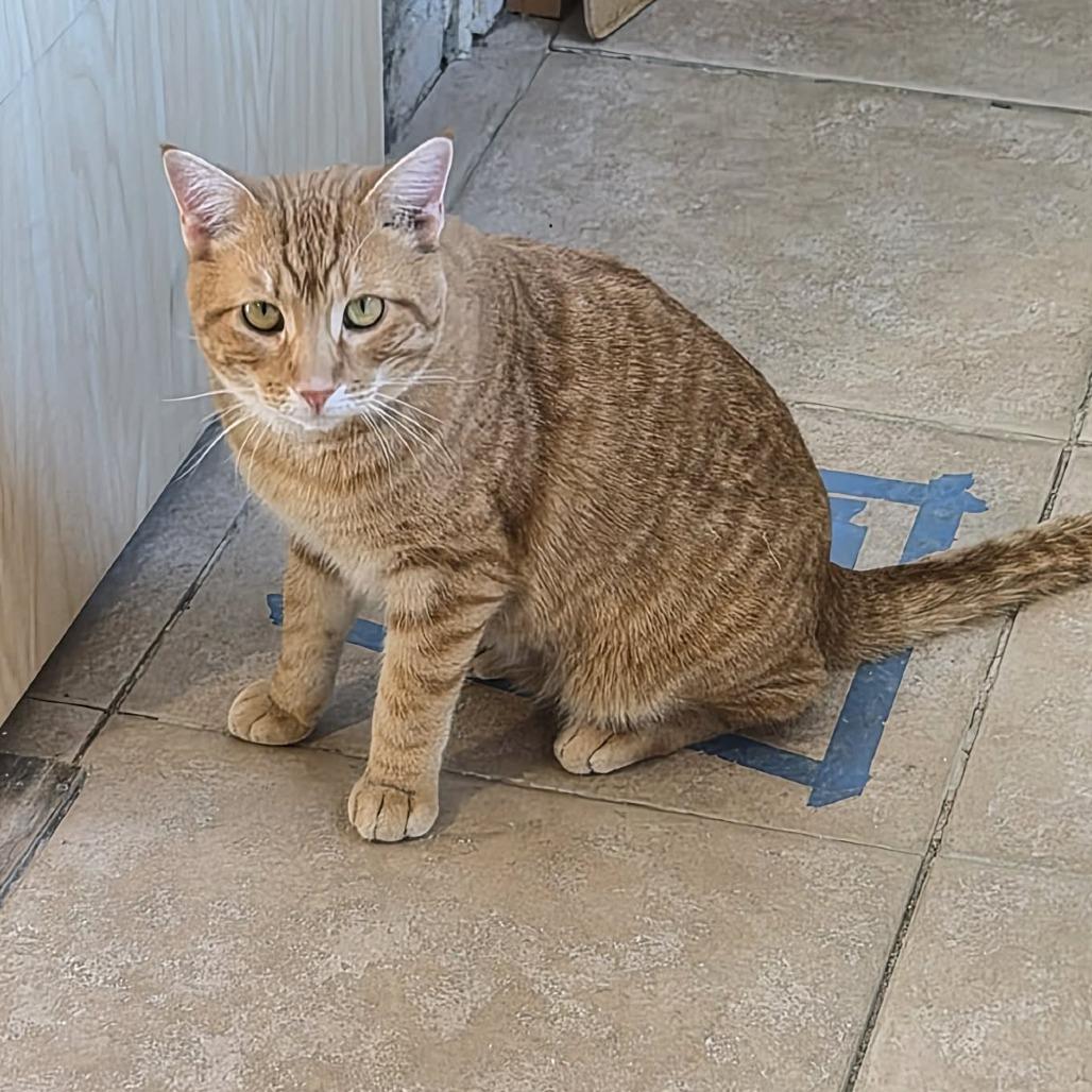 Pumpkin, Adoptable, Adult Male Domestic Short Hair.