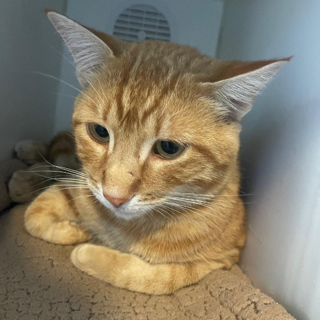 Pumpkin, a Adoptable Domestic Short Hair in Prescott, AZ image 1/3