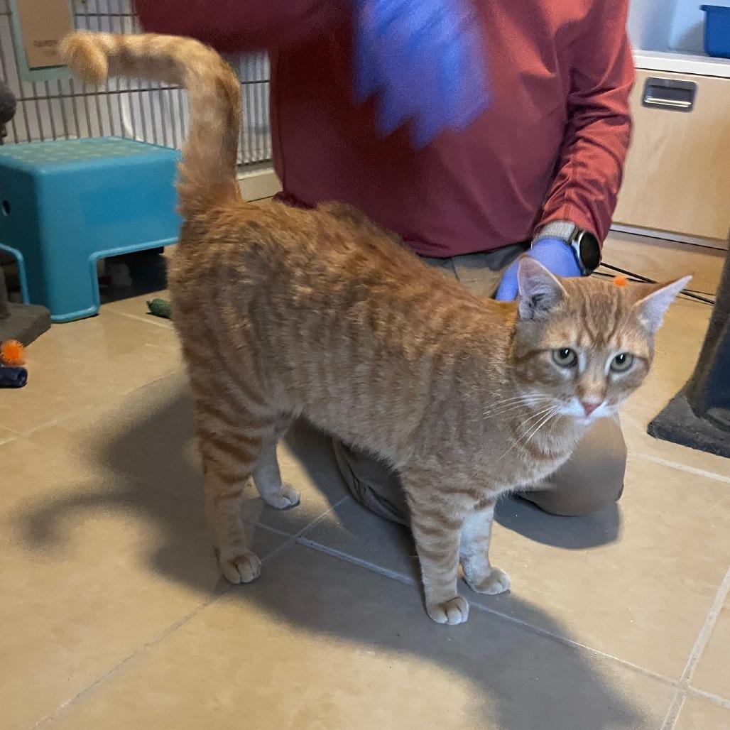 Pumpkin, a Adoptable Domestic Short Hair in Prescott, AZ image 2/3