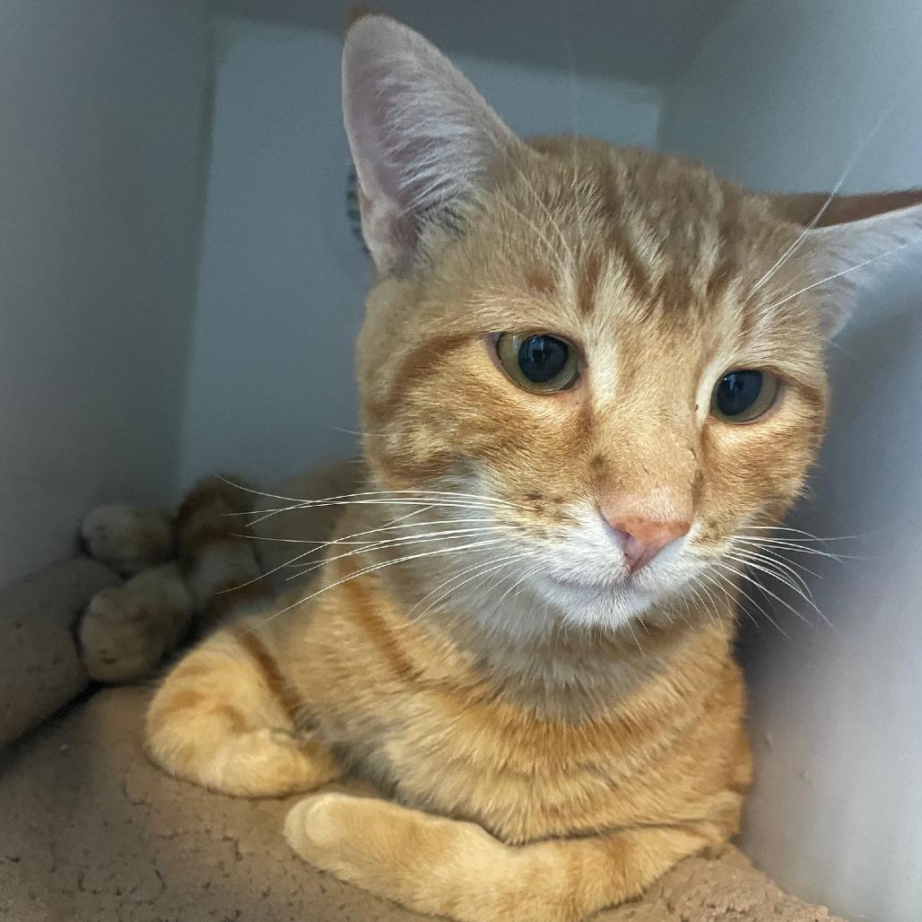 Pumpkin, a Adoptable Domestic Short Hair in Prescott, AZ image 3/3