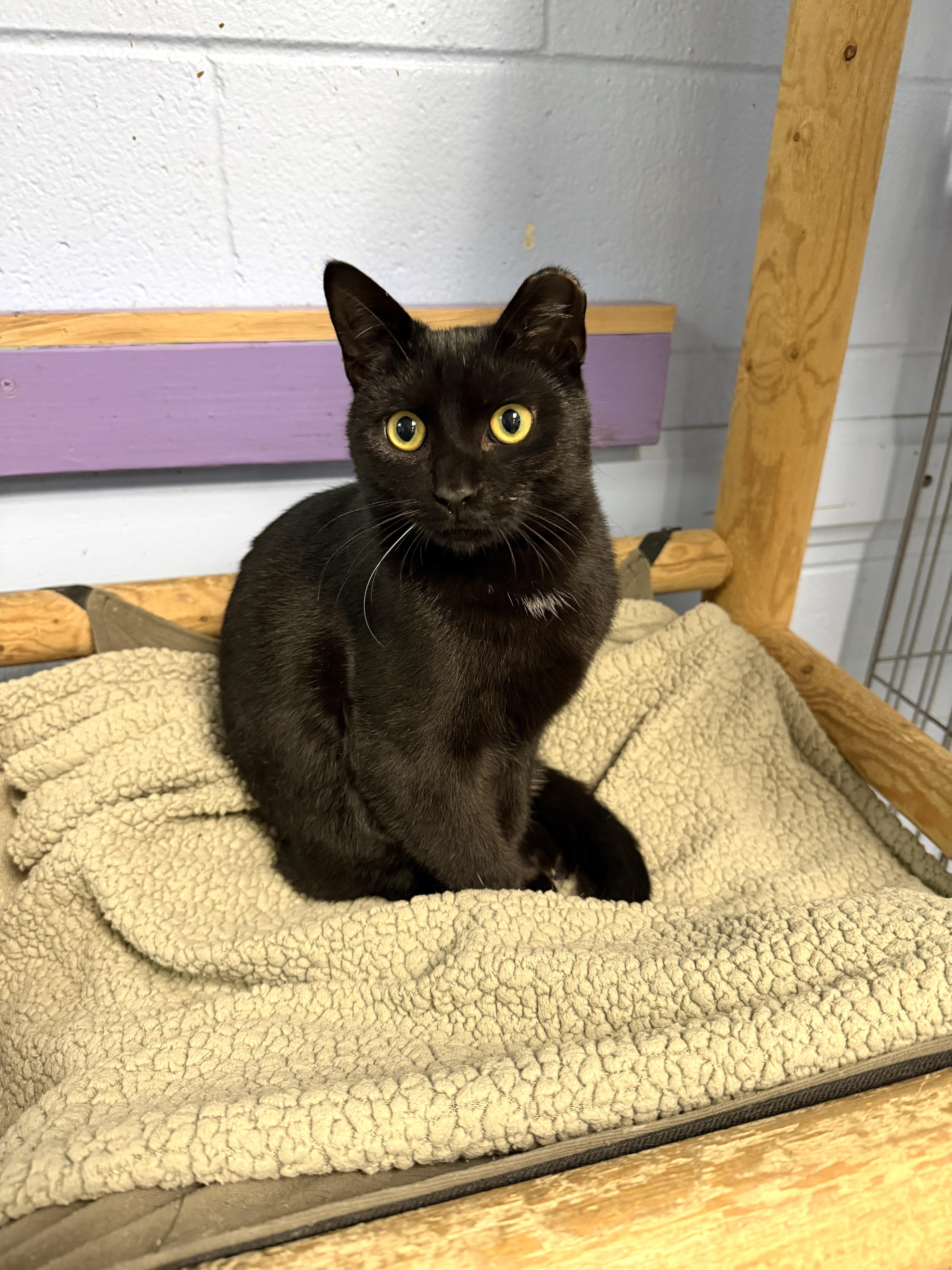 Enlarge Osbourne, a ADOPTABLE Domestic Short Hair in Wantagh, NY image 2/2